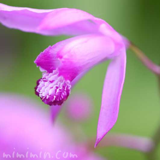 紫蘭の花の写真と花言葉の画像