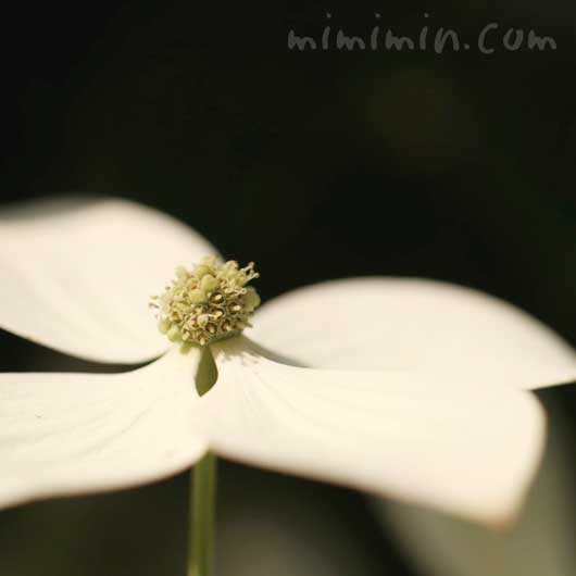 ヤマボウシの花の写真 ヤマボウシの花言葉 みみみんブログ