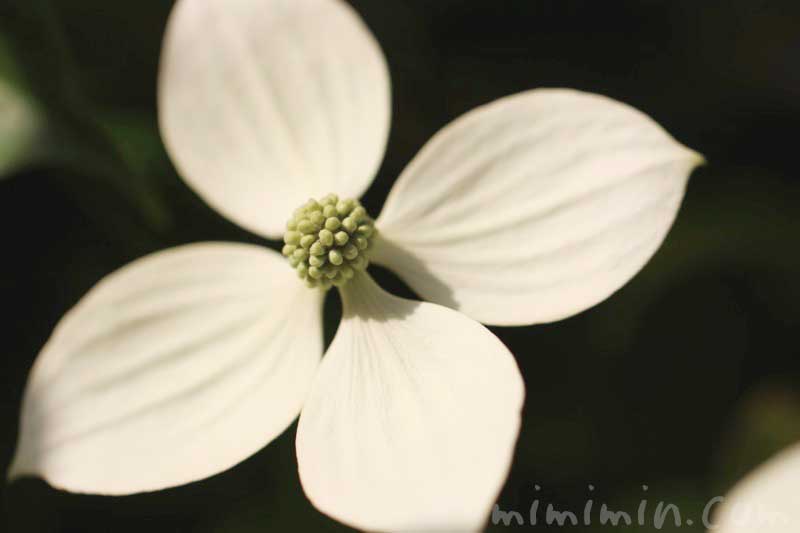 ヤマボウシの写真・花言葉・誕生花の写真
