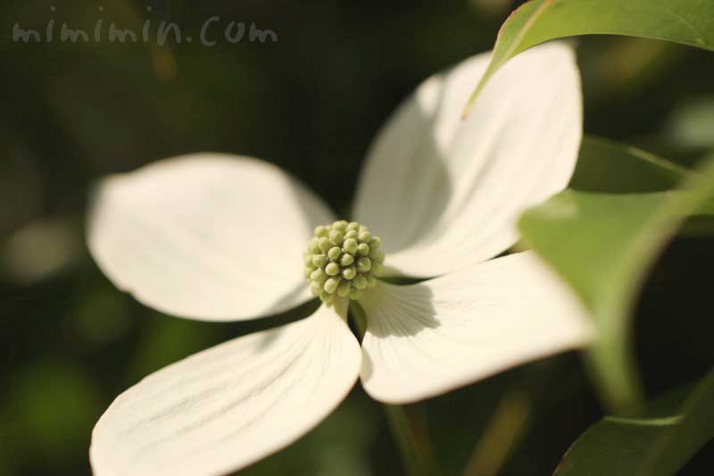 ヤマボウシの花の写真・花言葉・誕生花の画像