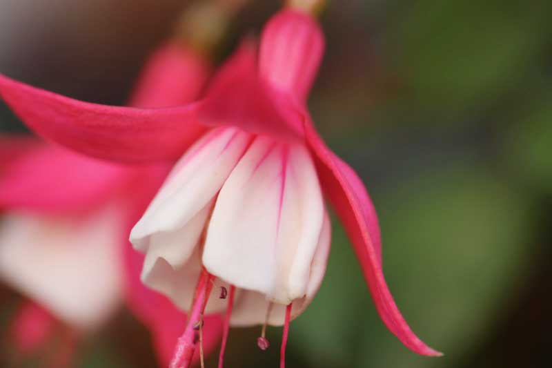 フクシア（ピンク×白）の花の写真