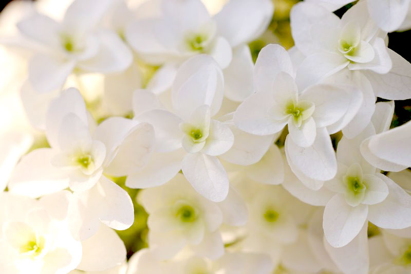 柏葉紫陽花の花言葉の画像