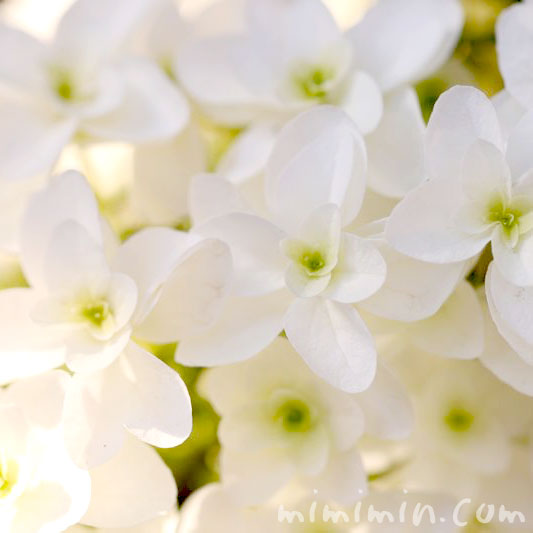 カシワバアジサイ（柏葉紫陽花）｜花の写真・花言葉 | みみみんブログ