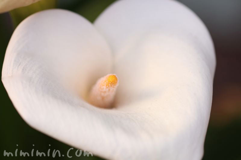 カラーの花・白の画像