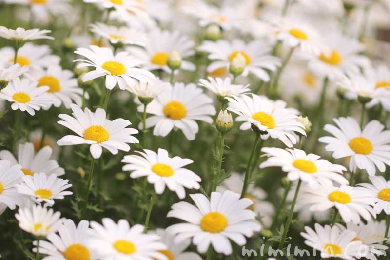クリサンセマム ノースポール 花の写真 花言葉 みみみんブログ
