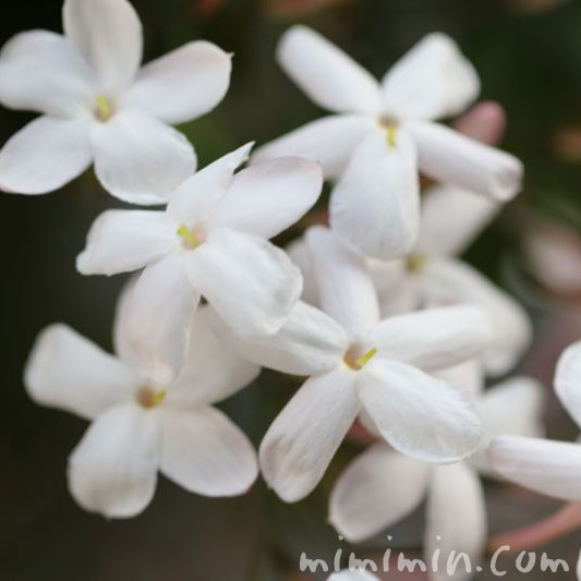 ハゴロモジャスミン 羽衣ジャスミン の花の写真 花言葉 名前の由来 みみみんブログ