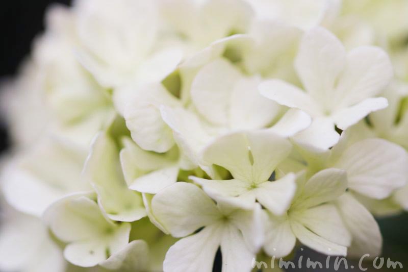 オオデマリ 大手鞠 の花の写真 花言葉 名前の由来 みみみんブログ