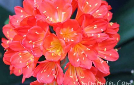 君子蘭の花の写真