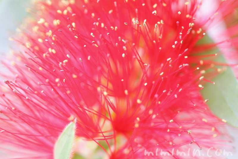 ブラシノキの写真 花言葉の画像