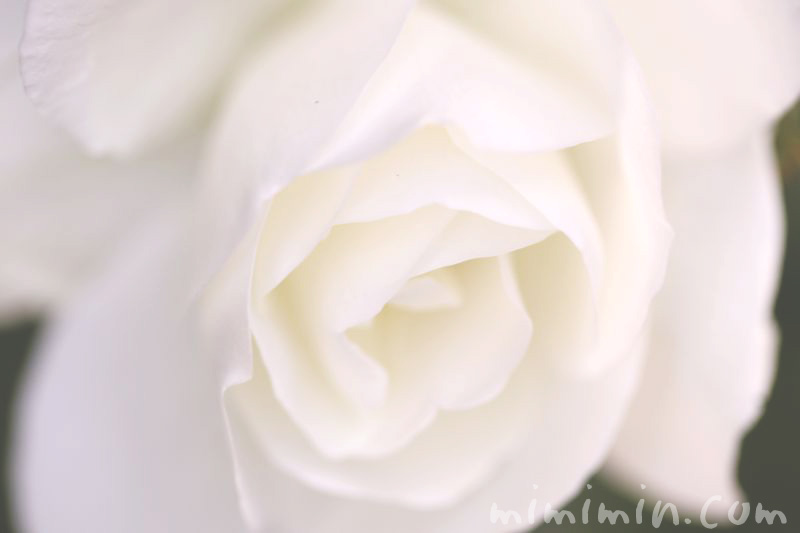 白いバラの花の写真