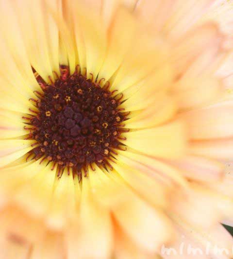 カレンデュラ（キンセンカ）の花の写真・花言葉・名前の由来