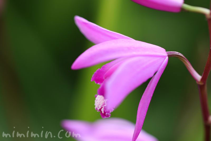 紫蘭の花の写真