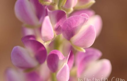 ルピナスの花・赤紫の写真