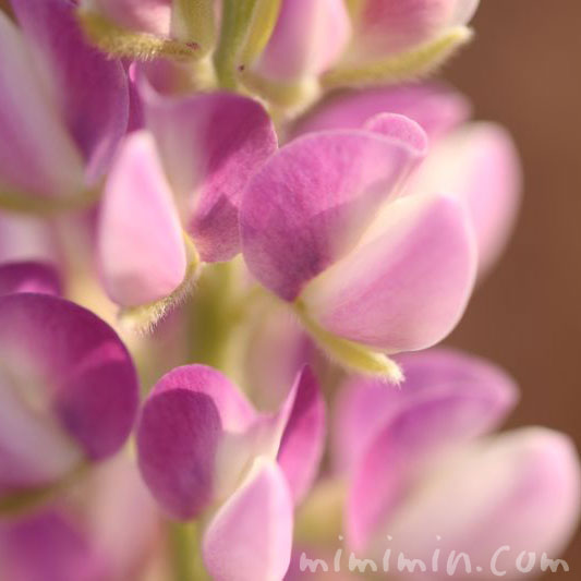 ルピナスの花の写真 花言葉 名前の由来 みみみんブログ