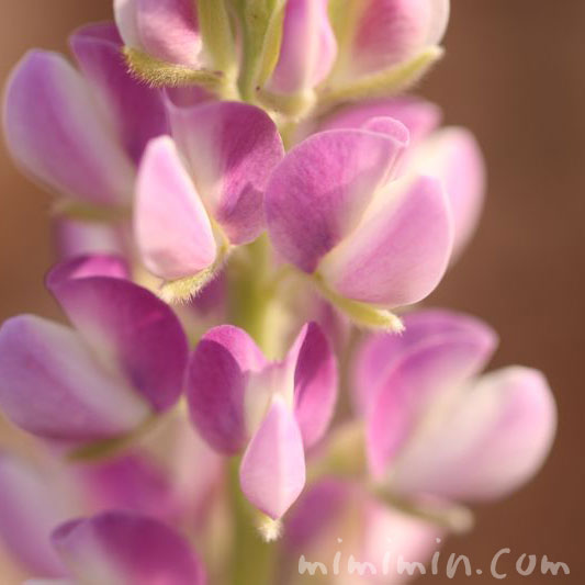 ルピナスの花の写真 花言葉 名前の由来 みみみんブログ