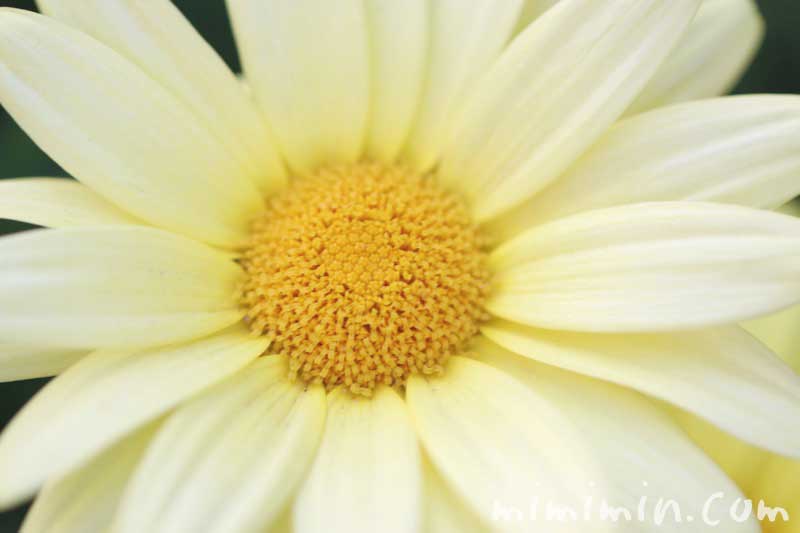 黄色のマーガレッの誕生花