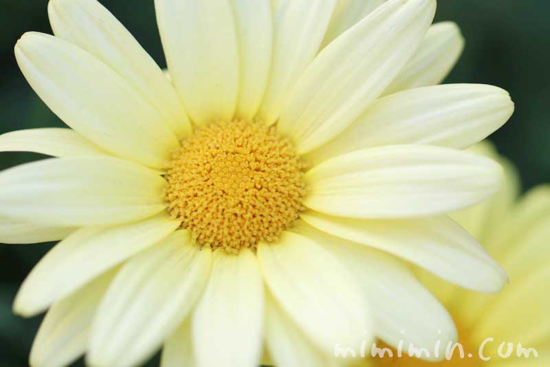 マーガレット(黄色)の花言葉と誕生花の画像