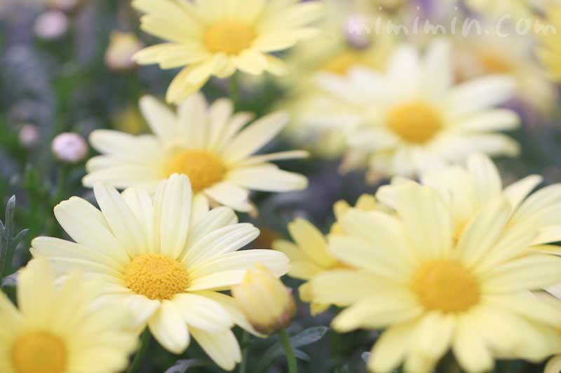 マーガレット(黄色)の花言葉の画像