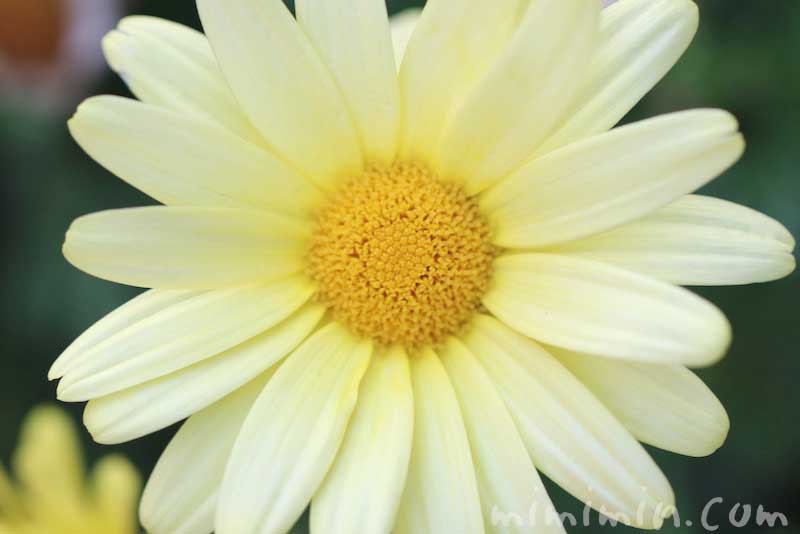 マーガレット(黄色)の花の写真と花言葉の画像
