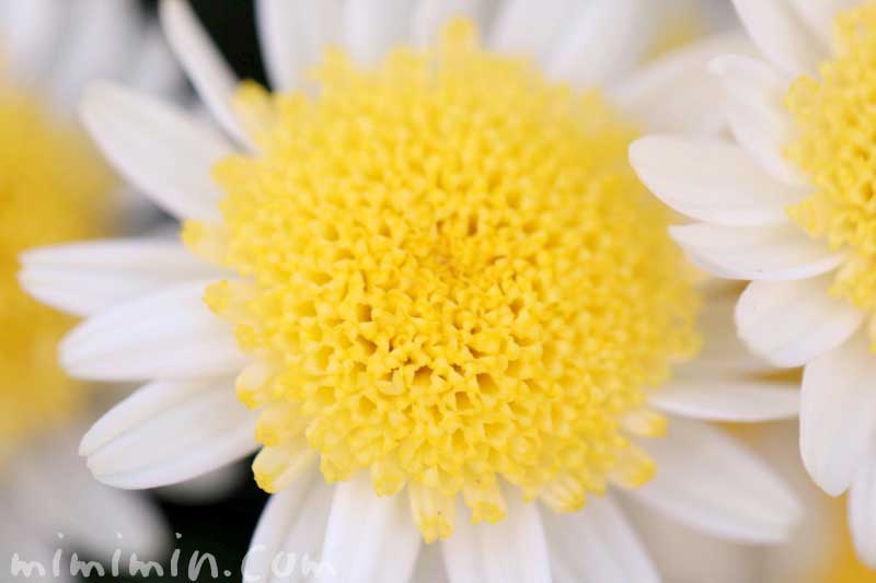 丁字咲きのマーガレットの花の写真＆花言葉の画像
