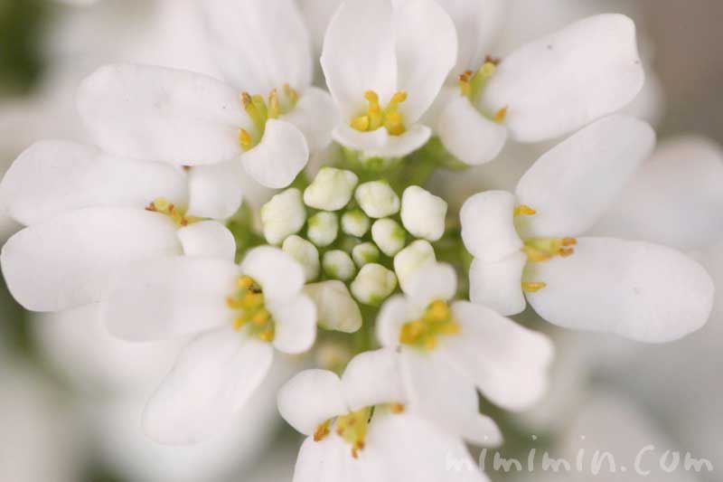 イベリス（白色）の写真と花言葉と誕生花