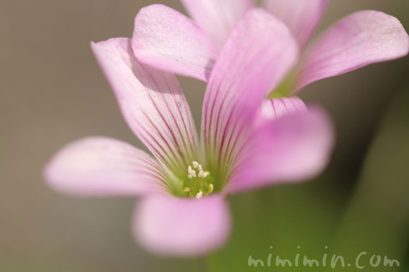 ムラサキカタバミの花の写真 花言葉 名前の由来 みみみんブログ