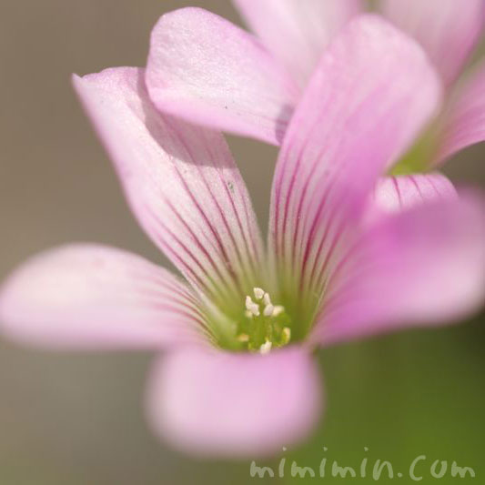 ムラサキカタバミの花の写真 花言葉 名前の由来 みみみんブログ