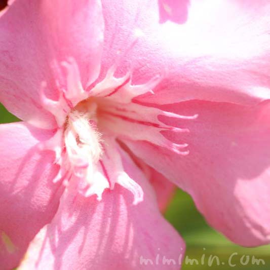 夾竹桃の花・ピンク色の写真