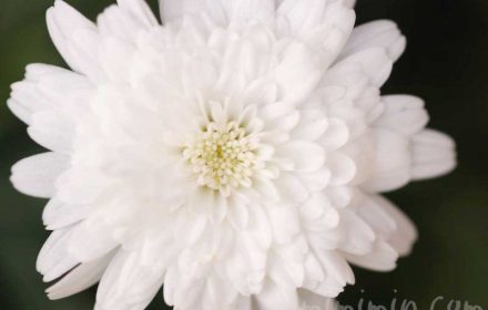 八重咲きのマーガレットの花の写真＆花言葉の画像