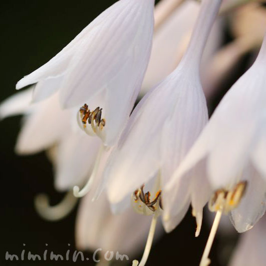 ギボウシの花・白の画像