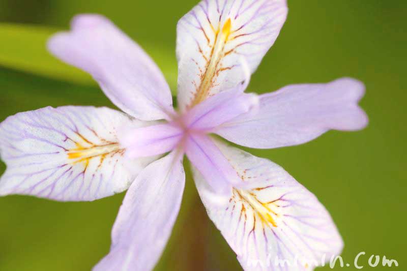 ヒメシャガの花の写真