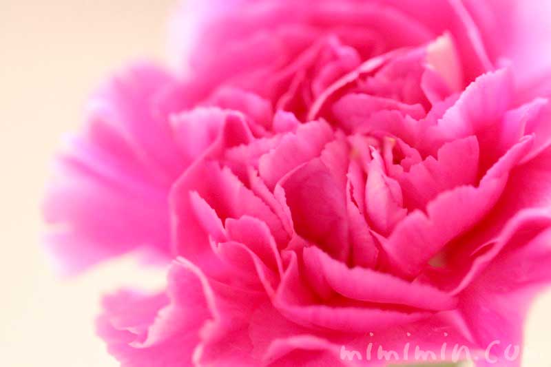 カーネーションの花言葉・濃いピンクのカーネーションの写真の画像