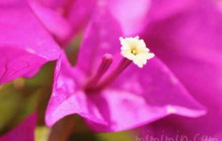 ブーゲンビリアの花の写真　花言葉