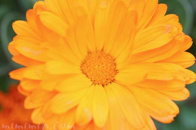 キンセンカの花の写真・花言葉の画像