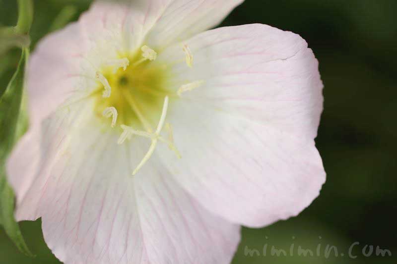 ヒルザキツキミソウの花の写真と花言葉の画像
