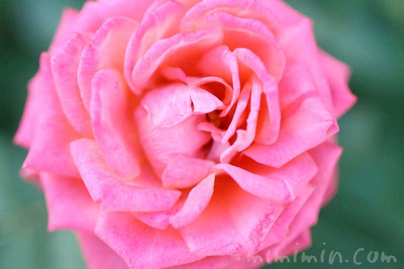 バラの香りの効能の画像