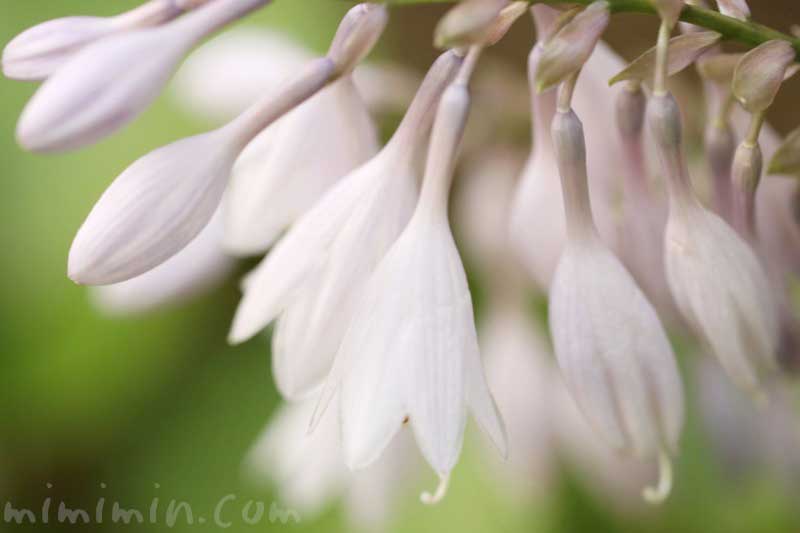 ギボウシ ホスタ の花の写真 花言葉 名前の由来 みみみんブログ