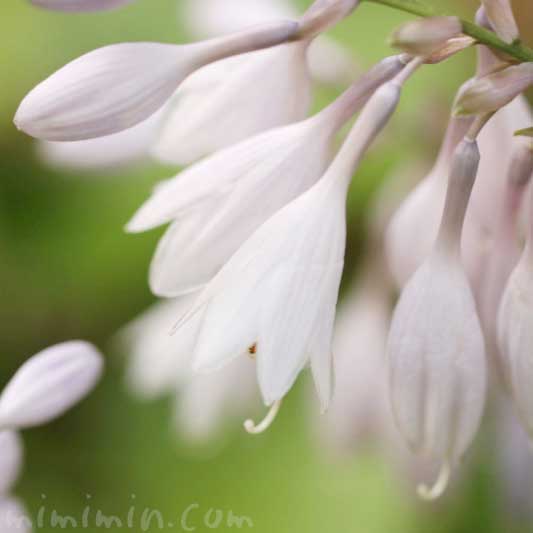 ギボウシ ホスタ の花の写真 花言葉 名前の由来 みみみんブログ
