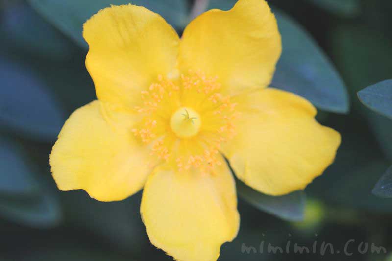 キンシバイの花の写真と花言葉