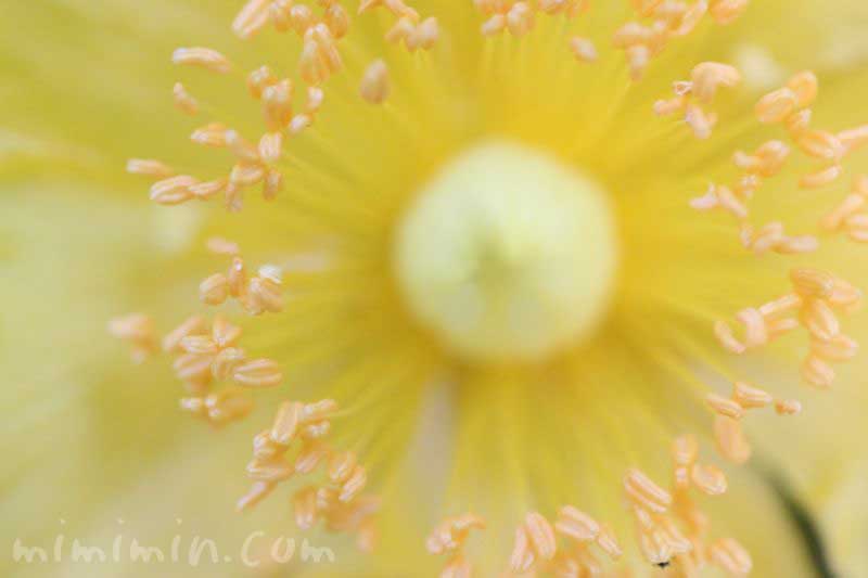 金糸梅の写真と花言葉の画像