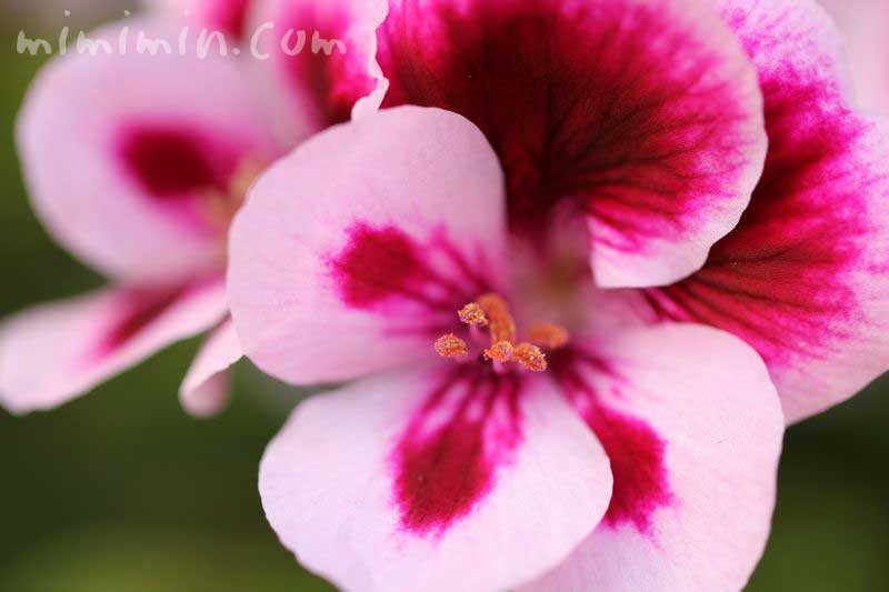 ナツザキテンジクアオイの花の画像