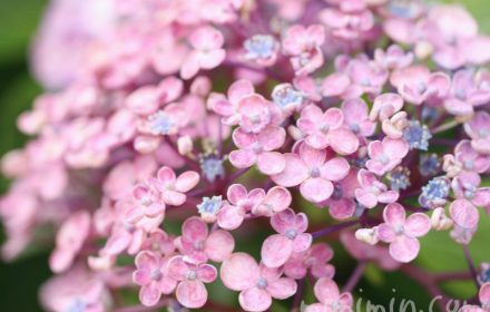 ウズアジサイ（オタフクアジサイ）の花　ピンクの写真