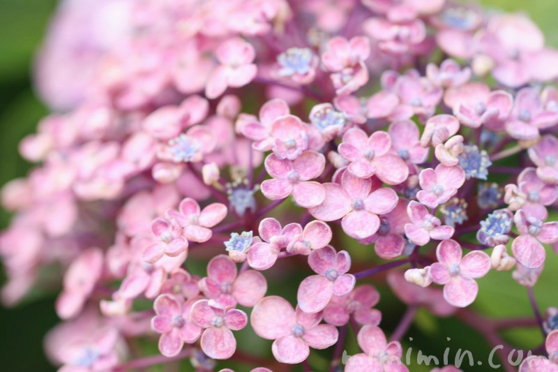 ウズアジサイ オタフクアジサイ の花の写真 名前の由来 みみみんブログ