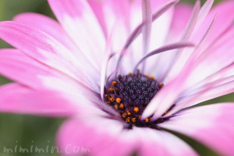 ローダンセマムの花の写真・ピンク×白