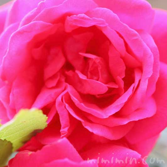 赤い薔薇の花の写真｜バラの花言葉の画像