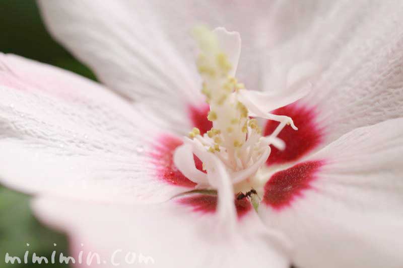 ムクゲの花の写真・花言葉の画像