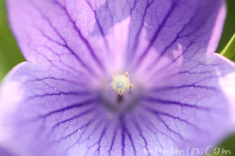 桔梗・紫の画像