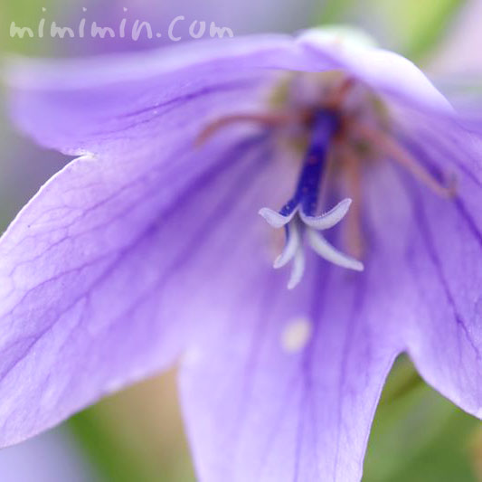 桔梗の花・紫の写真