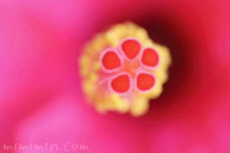 ハイビスカスの花の写真＆花言葉の画像