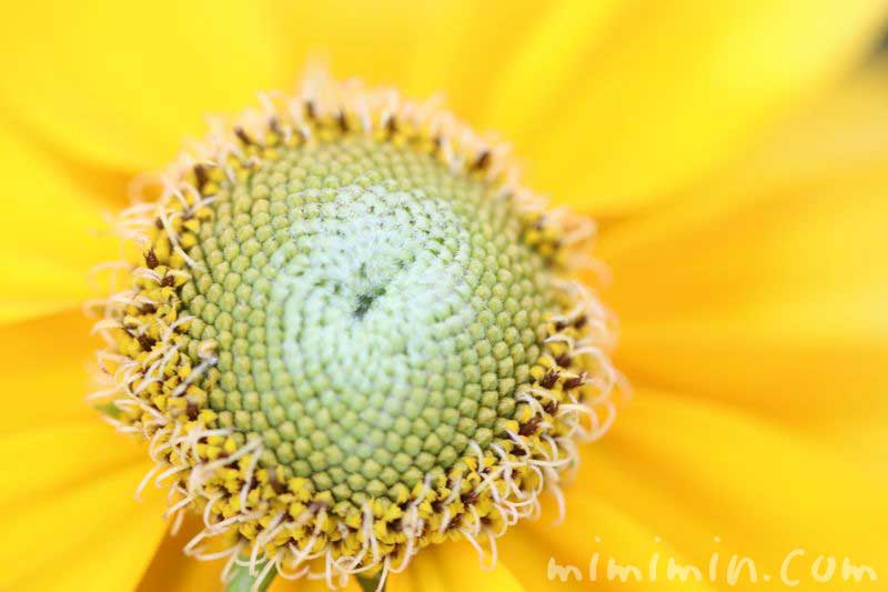 オオハンゴンソウ｜ルドベキアの花の画像